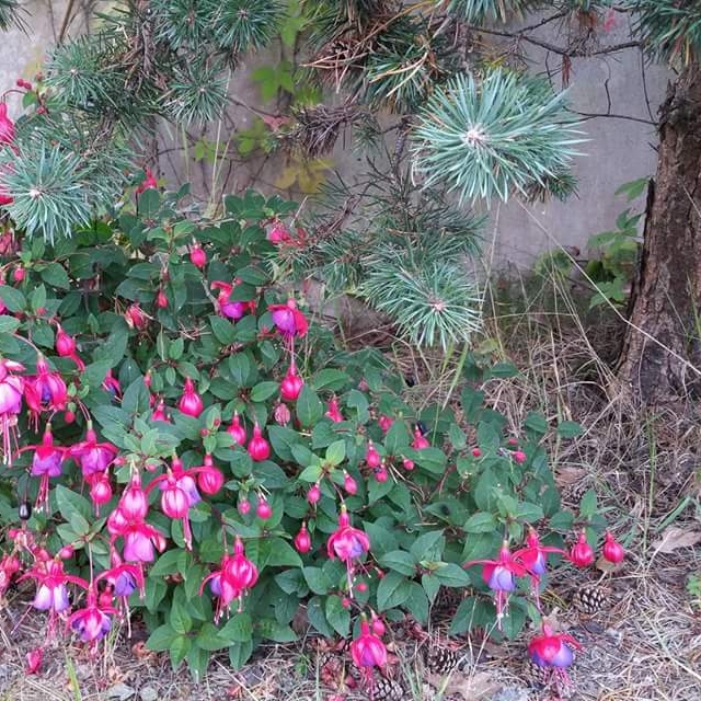 Plant image Fuchsia 'Beacon'