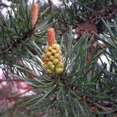 Pinus sylvestris