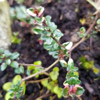 Thymus 'Silver Posie' syn. Thymus vulgaris 'Silver Posie'