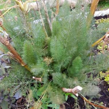 Foeniculum vulgare 'Giant Bronze' syn. Ferula 'Giant Bronze', Ferula communis 'Giant Bronze'