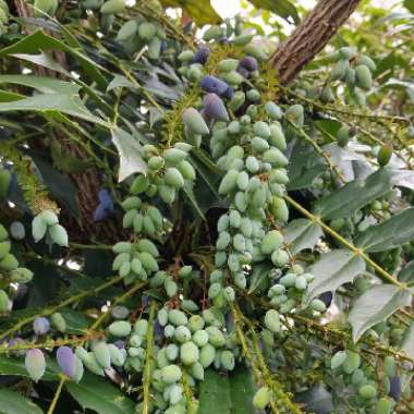 Mahonia x media 'Winter Sun' syn.Mahonia x wagneri 'Winter Sun'