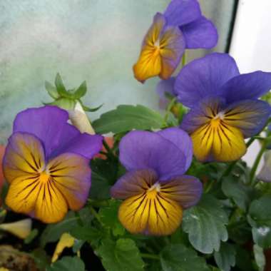 Viola x cornuta 'Sorbet Orange Duet'