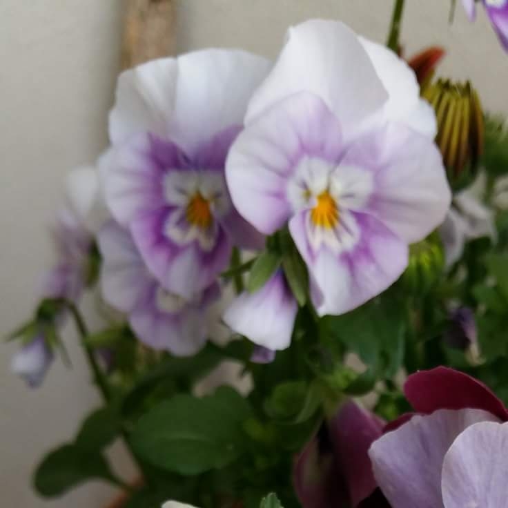 Plant image Viola cornuta sorbet XP 'Pink Halo'