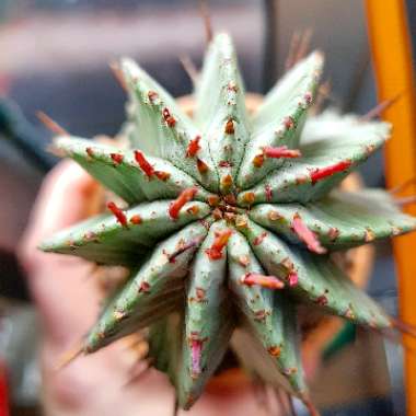 Euphorbia horrida