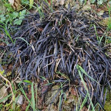 Ophiopogon planiscapus 'Kokuryu' syn. Ophiopogon planiscapus 'Nigrescens', Ophiopogon planiscapus 'Black Dragon', Ophiopogon planiscapus 'Nigra'