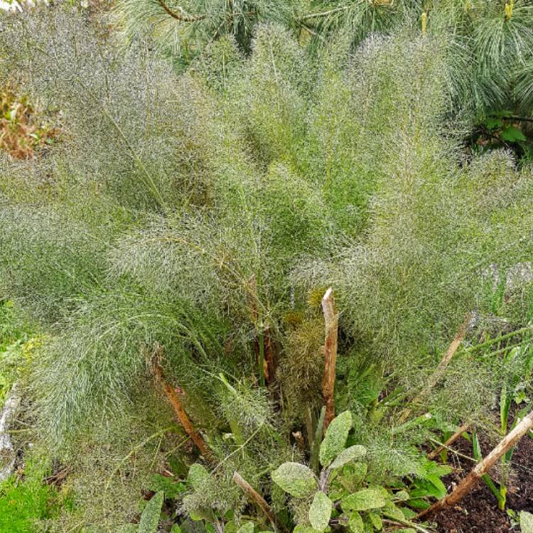 Plant image Foeniculum vulgare 'Giant Bronze' syn. Ferula 'Giant Bronze', Ferula communis 'Giant Bronze'