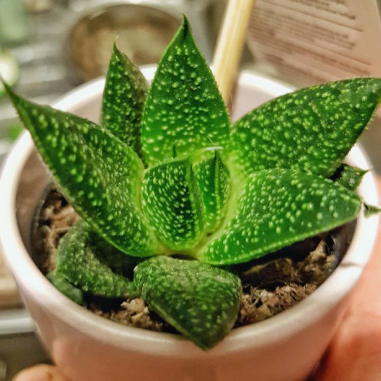 Plant image x Gasteraloe beguinii