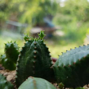 Euphorbia obesa x globosa