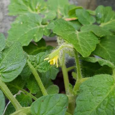 Solanum Lycopersicum 'Totem'