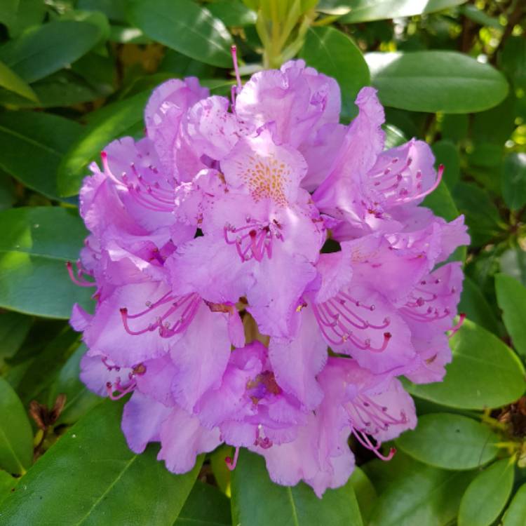 Plant image Rhododendron insigne