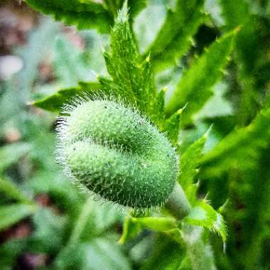 Papaver