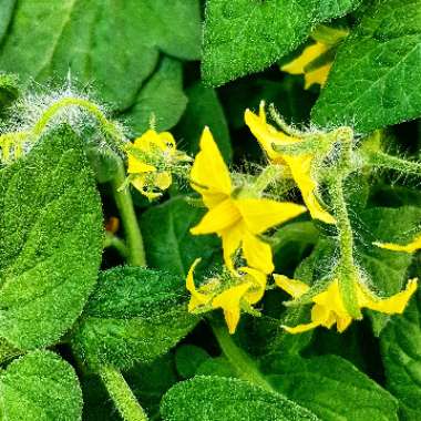 Solanum Lycopersicum 'Totem'