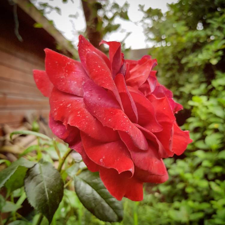 Plant image Rosa 'Hot Chocolate'