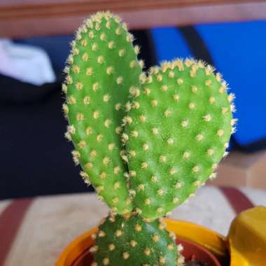 Opuntia microdasys