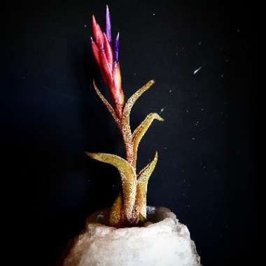 Tillandsia 'Caput-Medusae XXL'