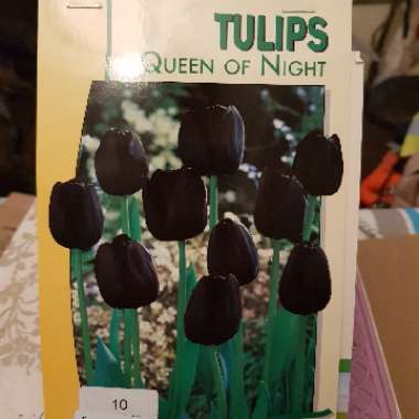 Tulipa 'Queen of Night'