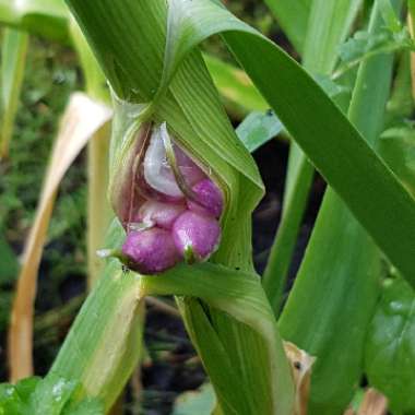 Allium sativum