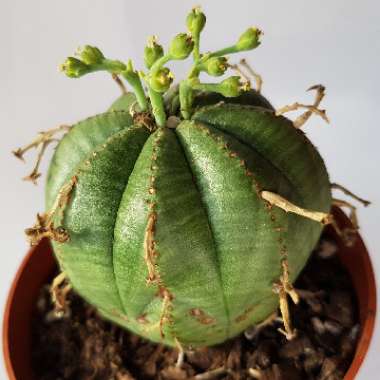 Euphorbia Meloformis