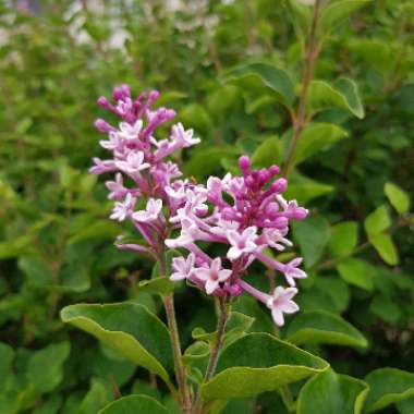 Syringa 'Morjos 060f' syn. Syringa 'Josee'