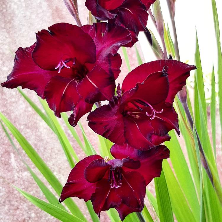 Plant image Gladiolus 'Black Surprise'