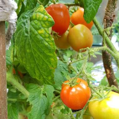 Solanum Lycopersicum 'Totem'