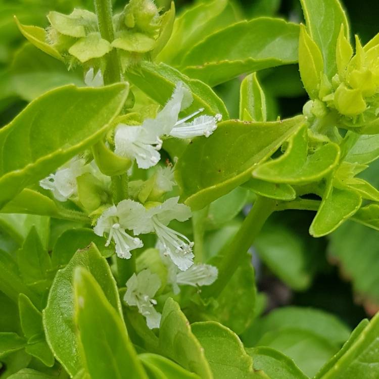 Plant image Ocimum basilicum var. minimum syn. Ocimum minimum, Ocimum basilicum var. minimum 'Greek', Ocimum basilicum 'Bush'