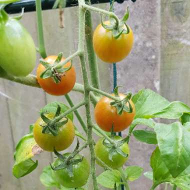 Solanum lycopersicum 'Sweet Olive' F1