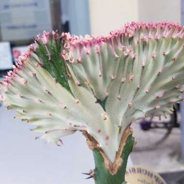 Euphorbia lactea f. variegata cristata