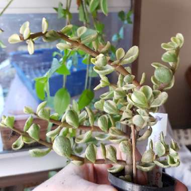 Portulacaria Afra Variegata