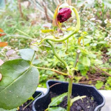 Rosa 'Tankalcig' syn. Rosa 'Black Magic'