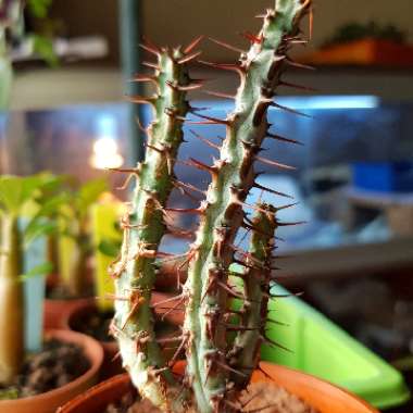 Euphorbia aeruginosa 'Schweick'