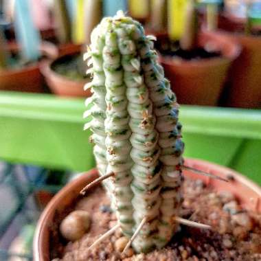 Euphorbia mammillaris 'Variegata'