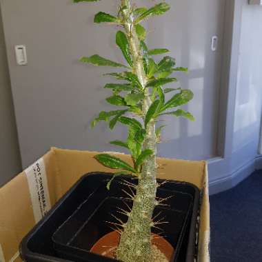 Pachypodium Saundersii