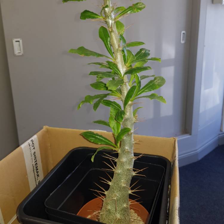 Plant image Pachypodium Saundersii