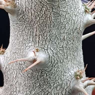 Pachypodium Saundersii