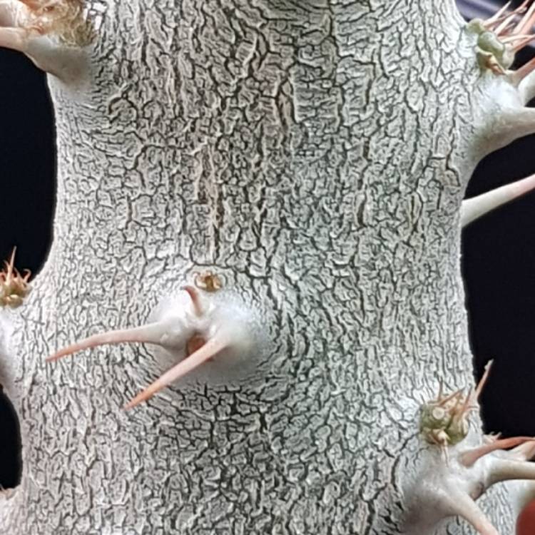 Plant image Pachypodium Saundersii