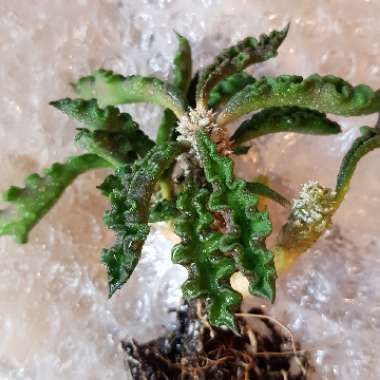 Euphorbia decaryi