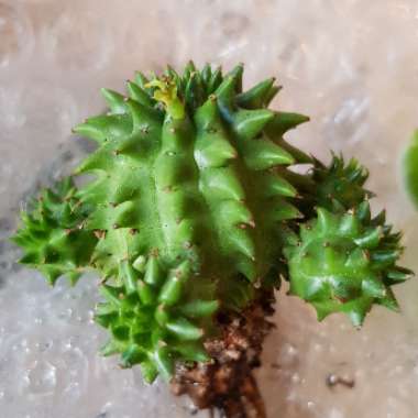 Euphorbia susannae