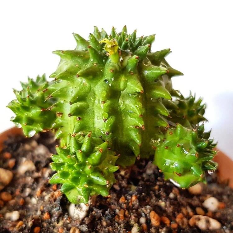 Plant image Euphorbia susannae