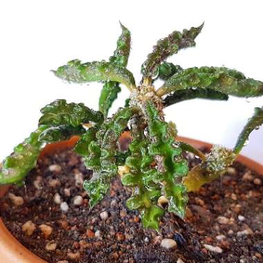 Euphorbia decaryi