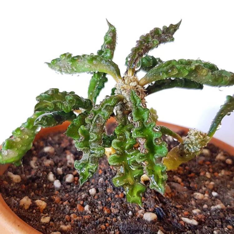 Plant image Euphorbia decaryi