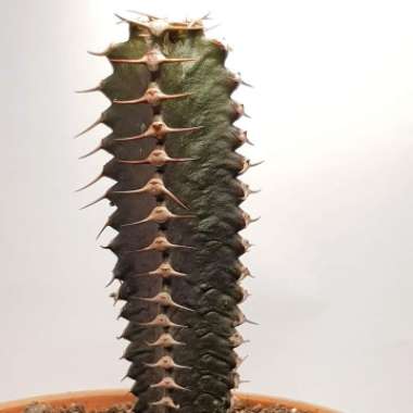 Euphorbia Canariensis