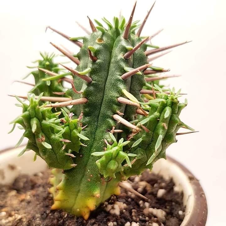 Plant image Euphorbia ferox