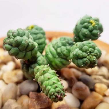 Euphorbia Pseudoglobosa