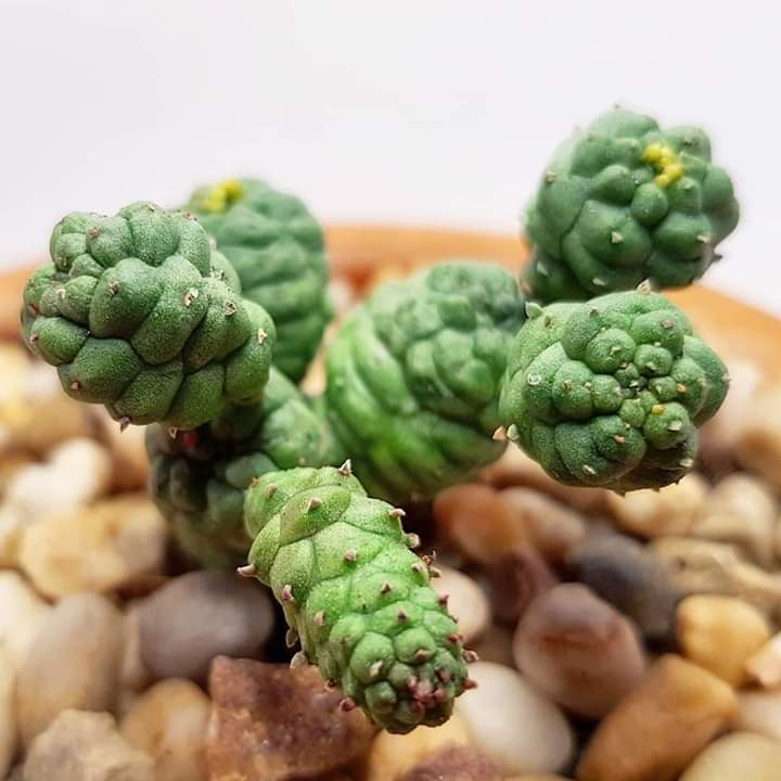 Plant image Euphorbia Pseudoglobosa