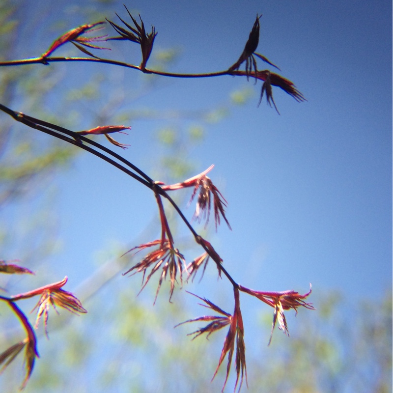 Acer palmatum 'Crimson Queen' (Dissectum Group) syn. Acer palmatum var. dissectum 'Crimson Queen'