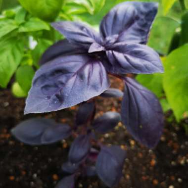 Basil 'Summer Surprise'