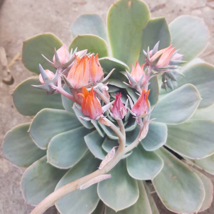 Plant image Echeveria Domingo