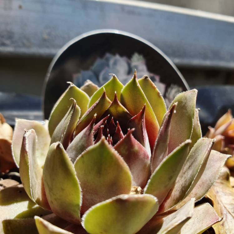 Plant image Sempervivum Blue Boy