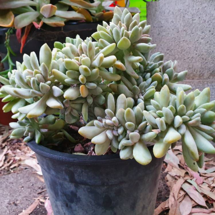 Plant image x Pachyveria Elaine Cristata